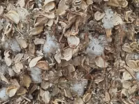 Чорва молар учун пахтачалик чангалок — сүрөт 4