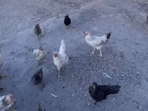 Chickens — Kirgisistan