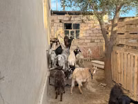 Cabra, Cabras — foto 7
