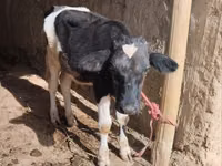 母牛, Cattle — 照片 1