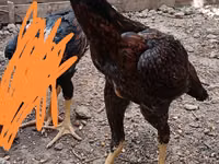Chickens — الصورة 5