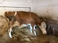 Cow, Simmental cattle — photo 2