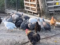 Guinea fowl — الصورة 5