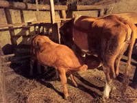 公牛, Cattle — 照片 2
