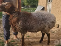 كبش, Arashan sheep — الصورة 4