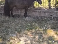 Caballo, Australian Pony — foto 7