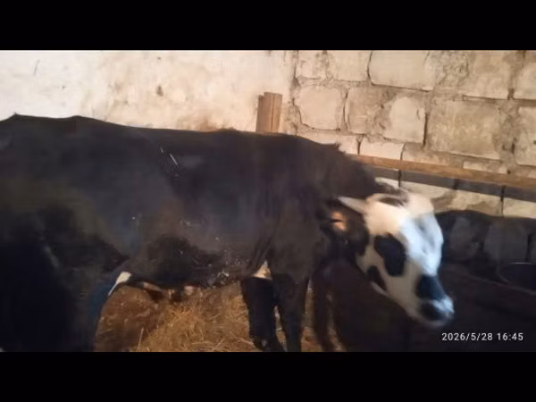 公牛, Cattle — 哈萨克斯坦