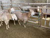 Oveja, Arashan sheep — foto 2