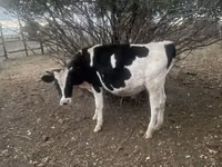 公牛, Russian Black pied cattle — 照片 1
