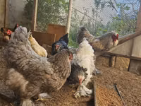 Brahma — Foto 8