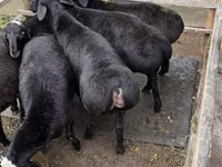 Widder, Hissar sheep — Foto 2