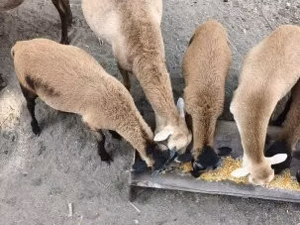 Қошқар, Cameroon sheep