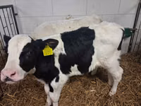 Bulle, Russian Black pied cattle — Foto 8