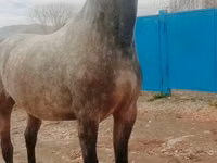 فرس, Orlov Trotter — الصورة 1