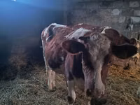 Vaca, Simmental cattle — foto 3