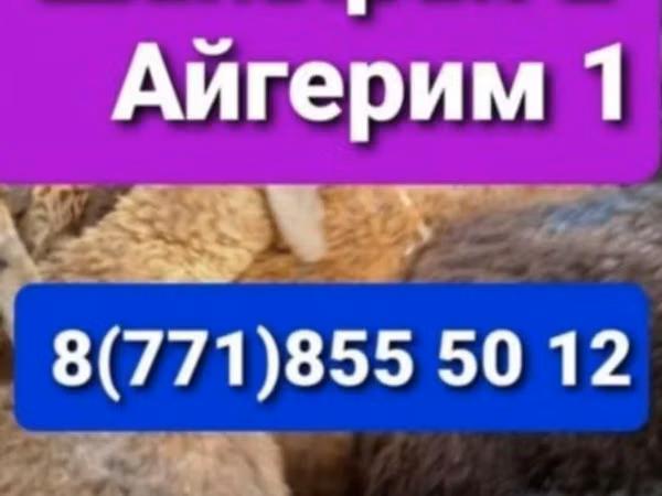 Кочкор, Койлор — Казакстан
