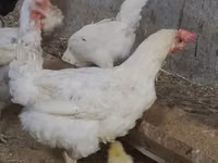 Chickens — Foto 4