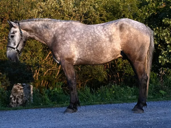 Hengst, Pferde