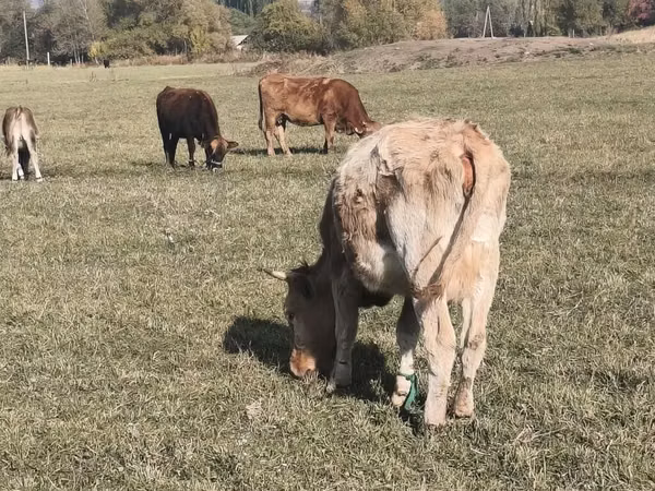Toro, Ganado vacuno