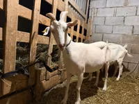 Ziege, Saanen goat — Foto 5