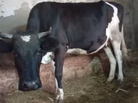 Vaca, Russian Black pied cattle — foto 8