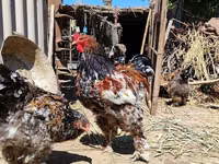 Chickens — foto 1