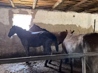 Aygʻir, Kazakh horse — 4-rasm