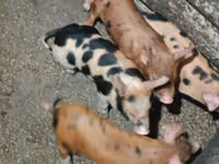 Schweine (Partie, Geschlecht nicht angegeben) — Foto 4