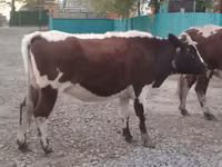 Kuh, Simmental cattle — Foto 3