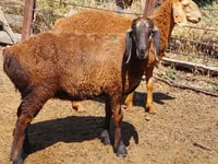 Қой, Arashan sheep — 8-сурет