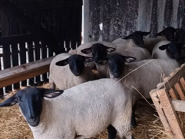 公羊, White Suffolk sheep