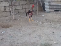 Chickens — 6-сурет
