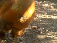 Chickens — Foto 1