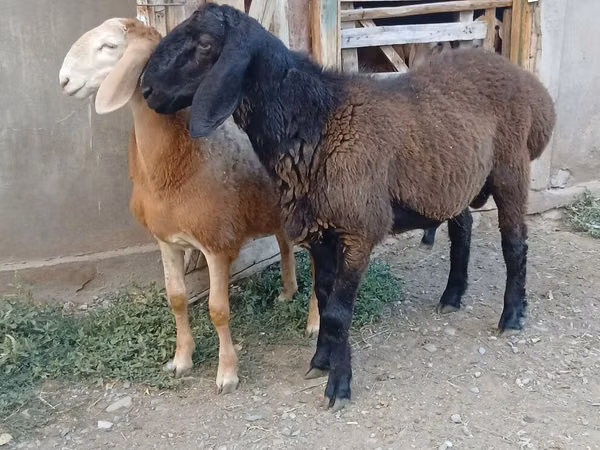 Widder, Arashan sheep