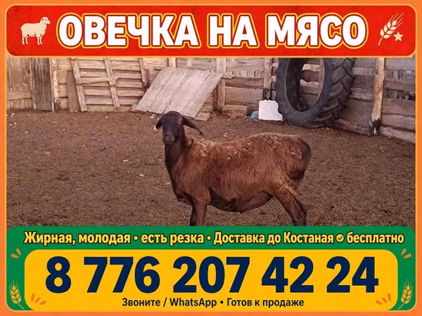 Schaf, Schafe — Kasachstan