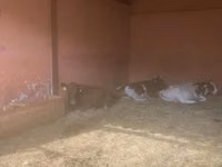 Kuh, Yaroslavl cattle — Foto 7