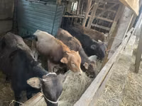公牛, Cattle — 照片 4