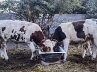 公牛, Simmental cattle — 照片 1