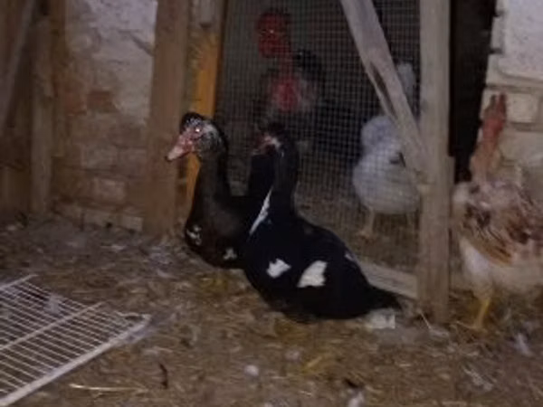 Домашняя мушка