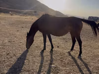 فرس, Thoroughbred horse — الصورة 4