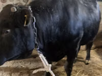 公牛, Aberdeen-Angus — 照片 2
