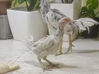 Chickens — 2-rasm