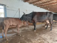 Cow, Cattle — photo 2