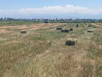 Беде пресс сатылат(таза беде)! Маевка айылында 2 кос. тюки бодрые — Foto 2