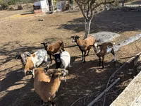 बकरा, बकरियाँ — फ़ोटो 1