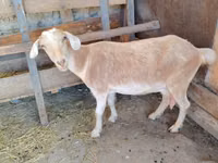 Ziege, Saanen goat — Foto 7