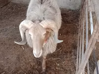 كبش, الأغنام — الصورة 2
