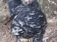 Japanese Bantam — photo 7