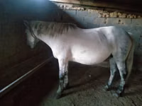 Stute, Horse breed — Foto 3