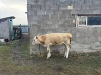 गाय, Simmental cattle — फ़ोटो 3